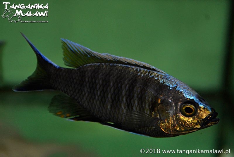 Copadichromis sp. 'virginalis kajose'